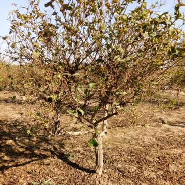 金银花1米以下