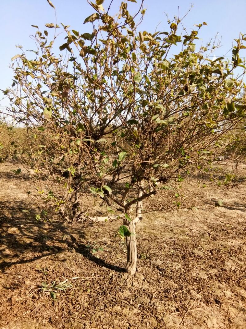 金银花1米以下