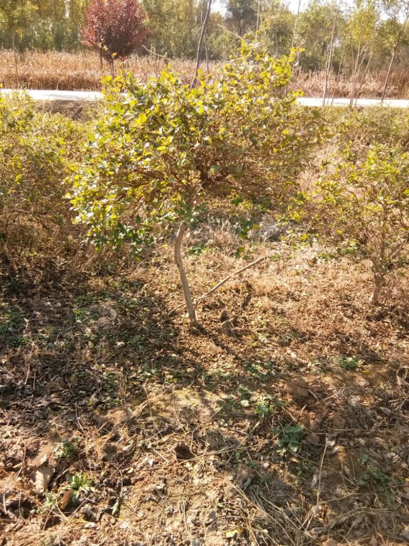 金银花1米以下