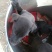 猎兔犬公