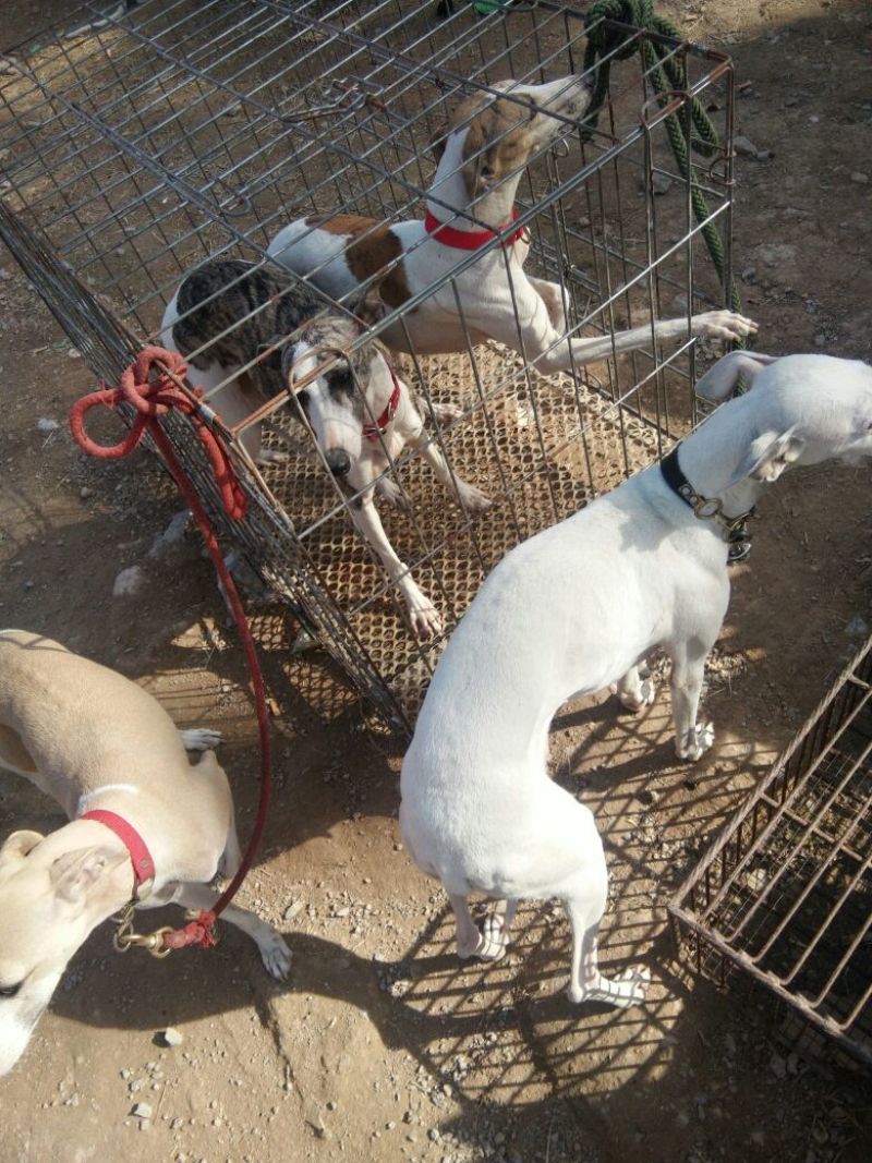 猎兔犬公