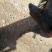 猎兔犬公