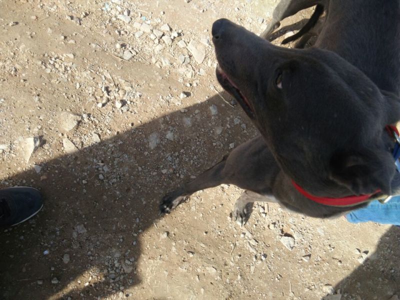 猎兔犬公