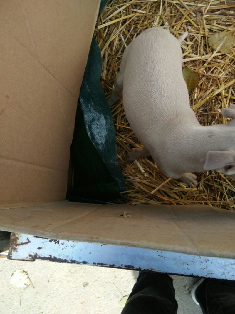 猎兔犬公