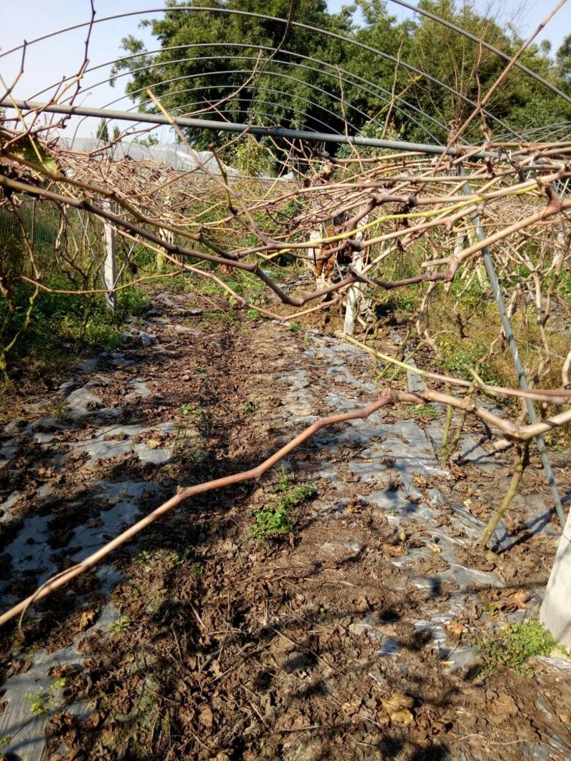 四川眉山出售巨峰、夏黑葡萄苗50~80cm分枝3年