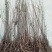 钙果苗30~50cm1年