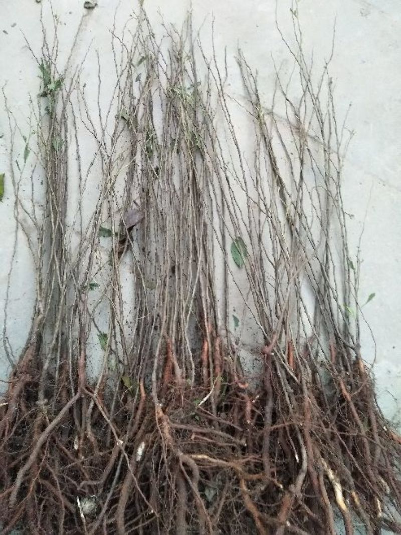 钙果苗30~50cm1年