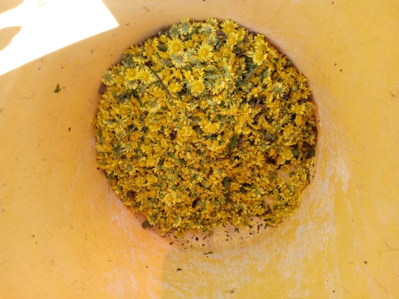 野菊花散装