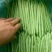 架豆精品四季豆10~15cm货源优质价格便宜欢迎采购