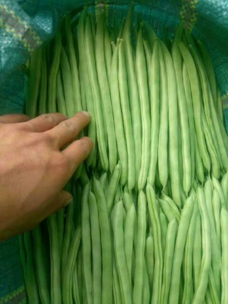 架豆精品四季豆10~15cm货源优质价格便宜欢迎采购