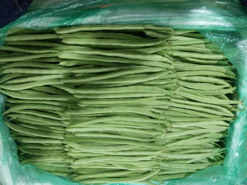 架豆精品四季豆10~15cm货源优质价格便宜欢迎采购
