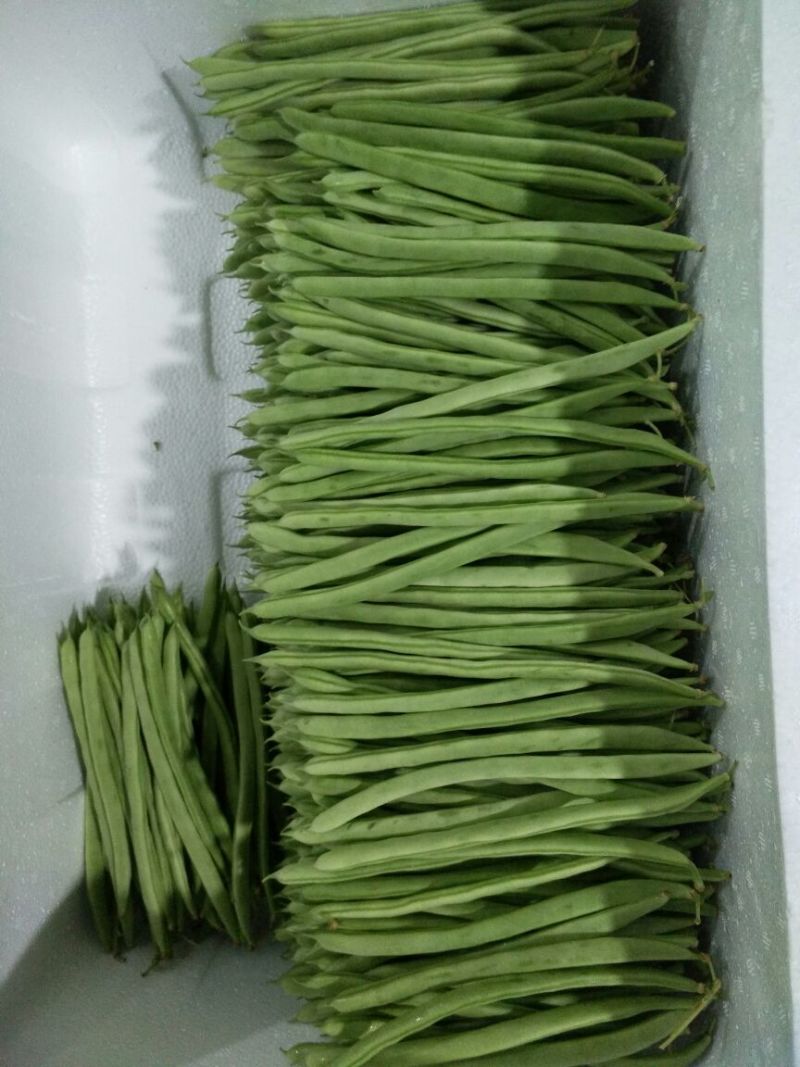 架豆精品四季豆10~15cm货源优质价格便宜欢迎采购