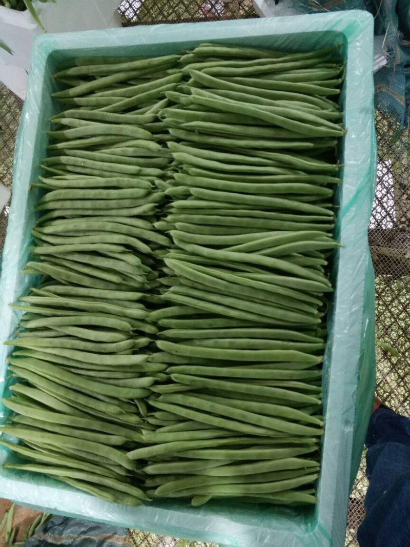 架豆精品四季豆10~15cm货源优质价格便宜欢迎采购