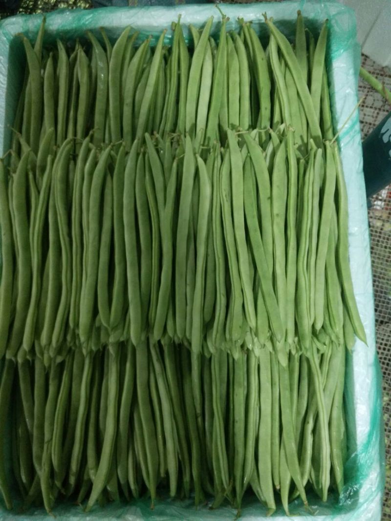 架豆精品四季豆10~15cm货源优质价格便宜欢迎采购