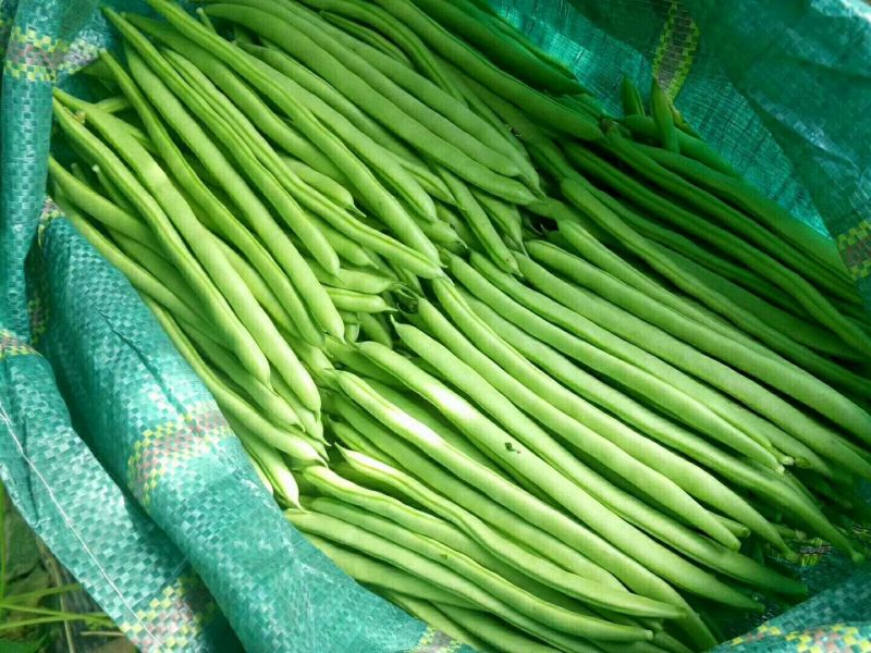 架豆精品四季豆10~15cm货源优质价格便宜欢迎采购