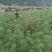 山东白皮松1.5~2m价格便宜小苗白皮松