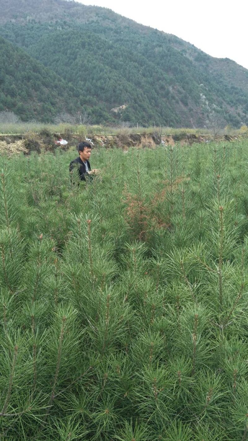 山东白皮松1.5~2m价格便宜小苗白皮松