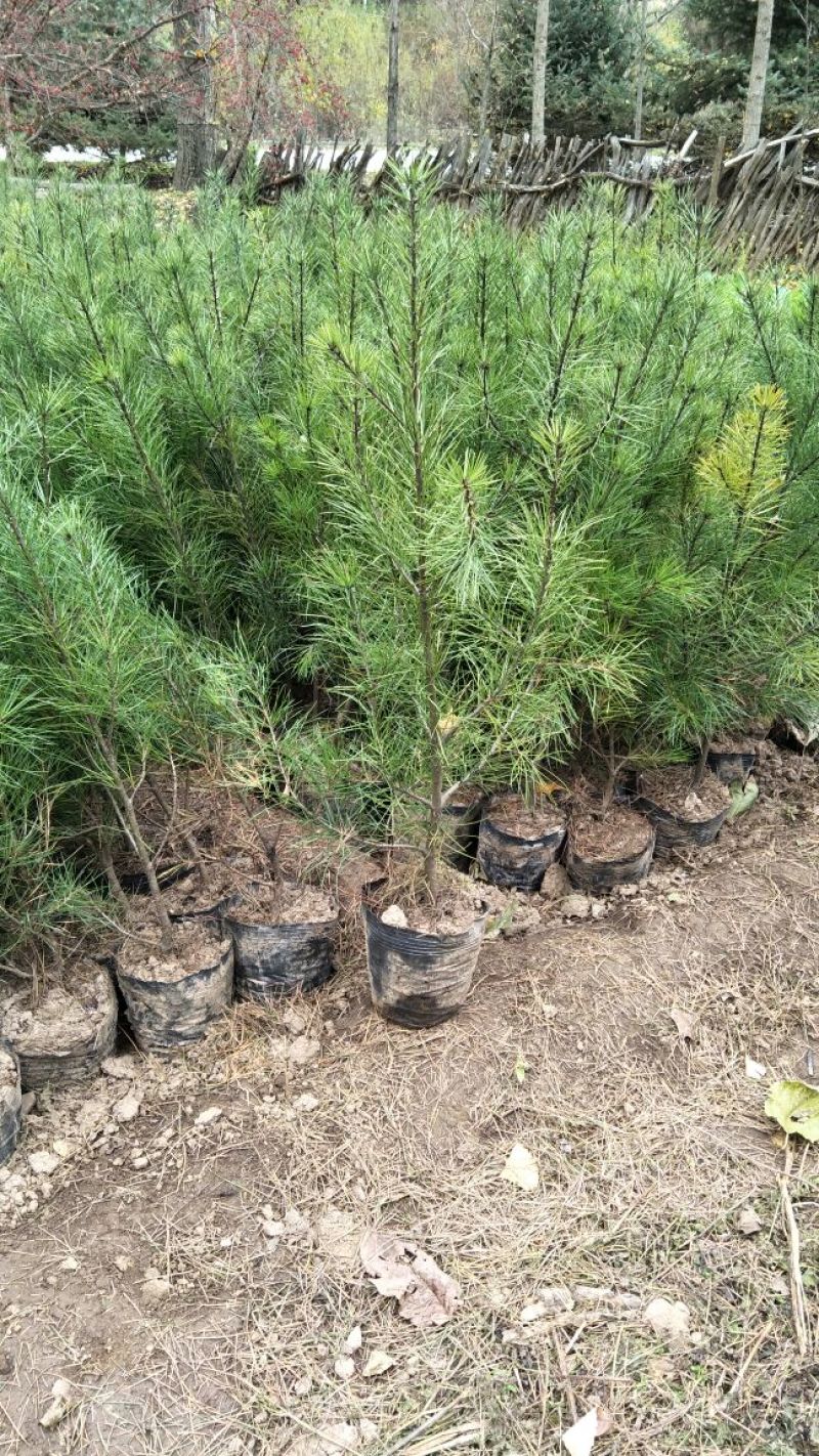 山东白皮松1.5~2m价格便宜小苗白皮松