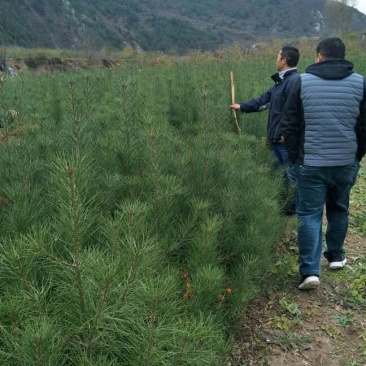 山东白皮松1.5~2m价格便宜小苗白皮松