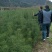 山东白皮松1.5~2m价格便宜小苗白皮松