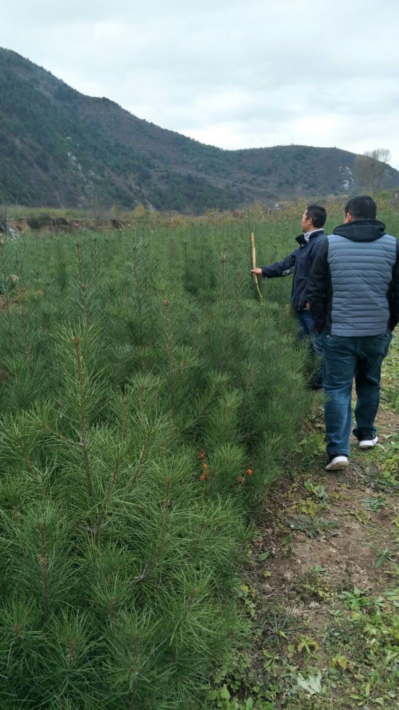 山东白皮松1.5~2m价格便宜小苗白皮松