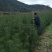 山东白皮松1.5~2m价格便宜小苗白皮松