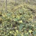 野菊花散装