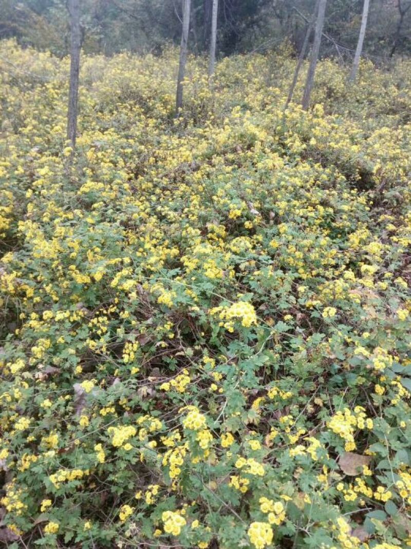 野菊花散装