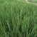 优质铁杆葱苗，一代二代均有现货，基地直供