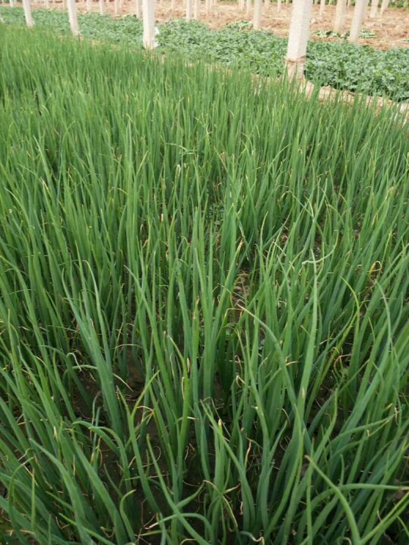 优质铁杆葱苗，一代二代均有现货，基地直供