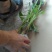 香蕉苗粉蕉苗