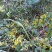 野菊花颗粒