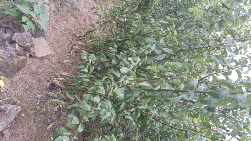 李子苗脆李子苗五月脆苗100~150cm基地直供