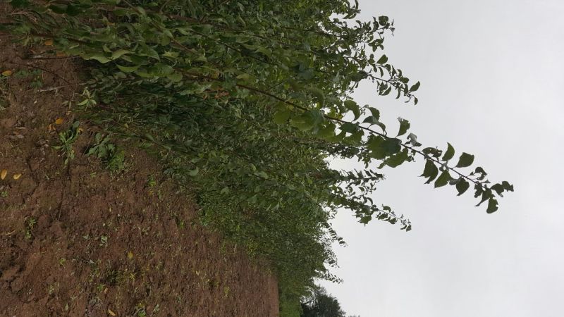 李子苗精品青脆李子苗一公分嫁接苗。基地直供