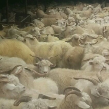 山羊肉羊。质量保证价格合理