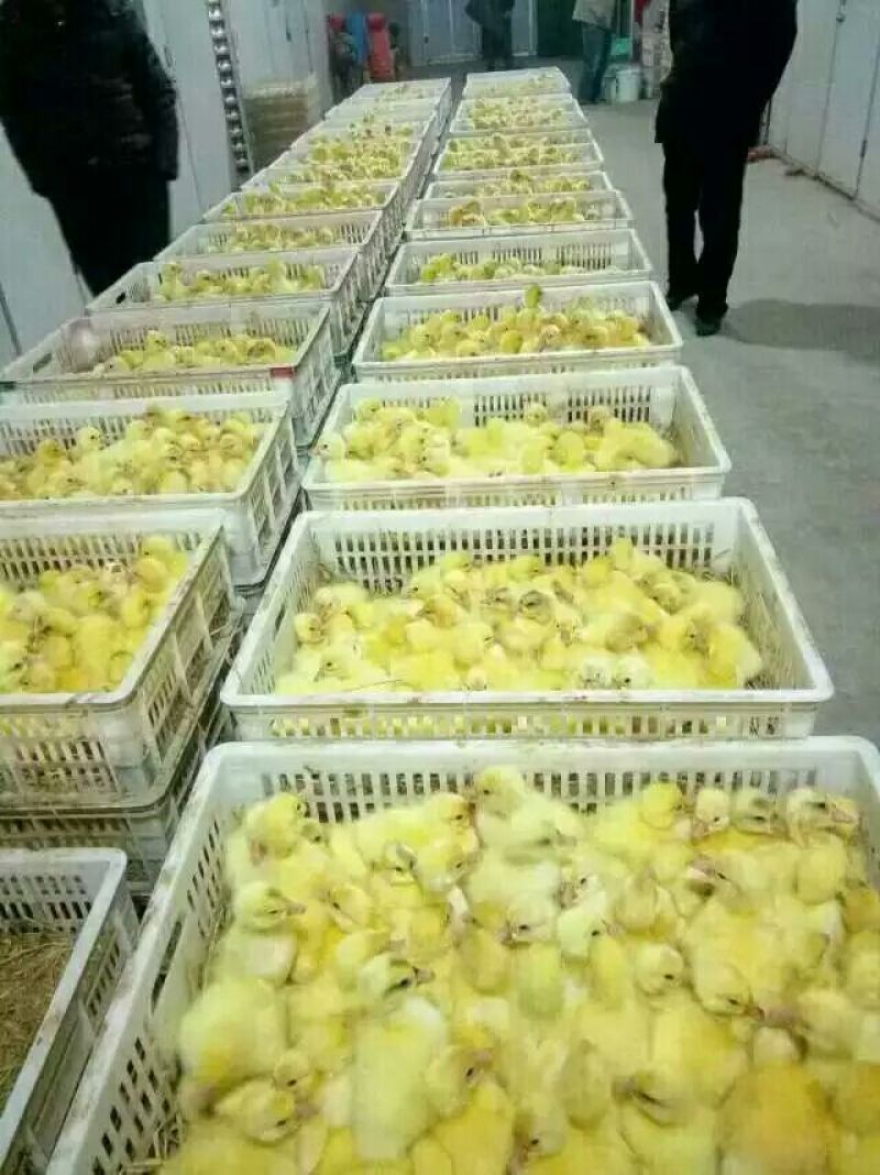 鹅苗大种鹅苗生长速度快
