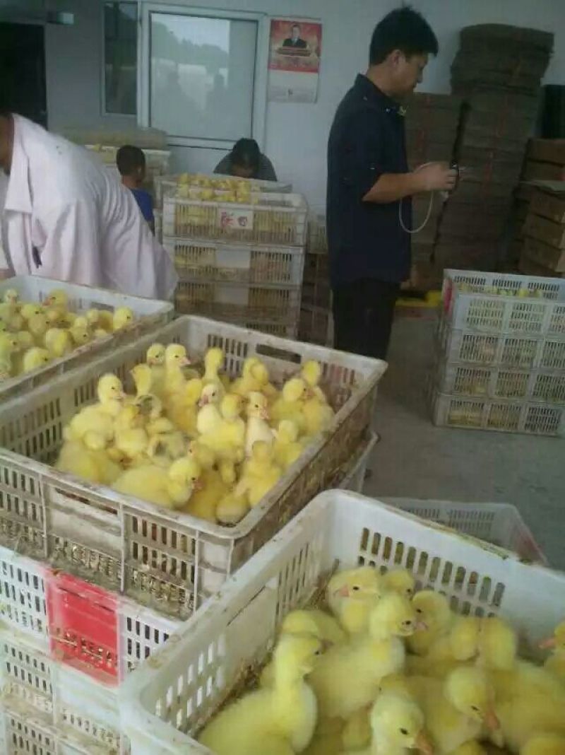 鹅苗大种鹅苗生长速度快