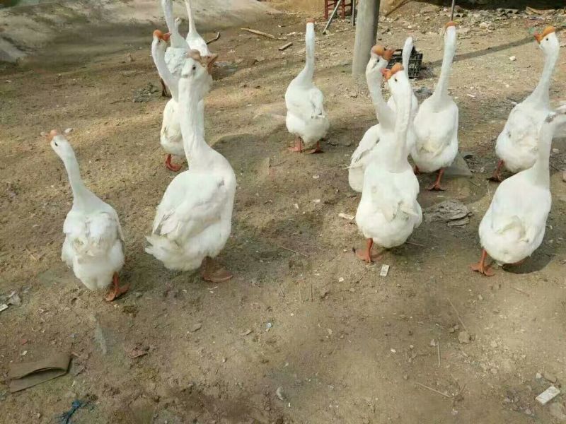 鹅苗大种鹅苗生长速度快
