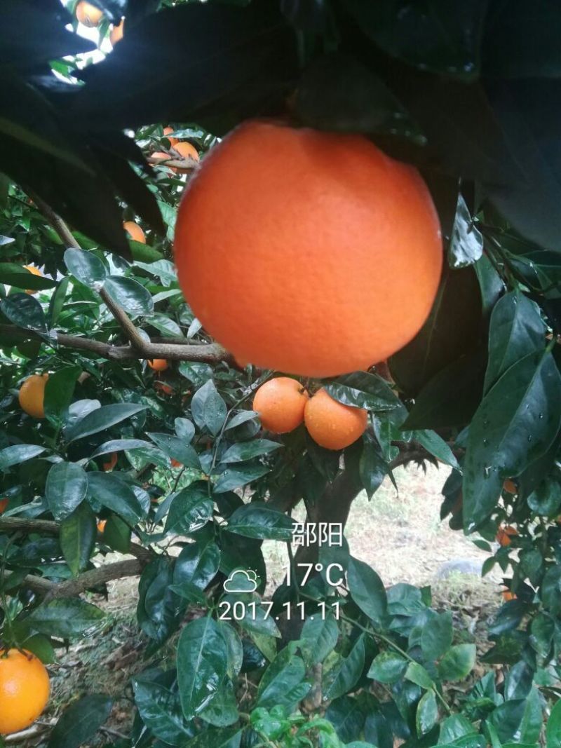 纽荷尔精品脐橙优质脐橙基地