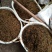野菊花散装