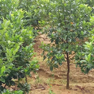 1号菠萝蜜苗稿接树