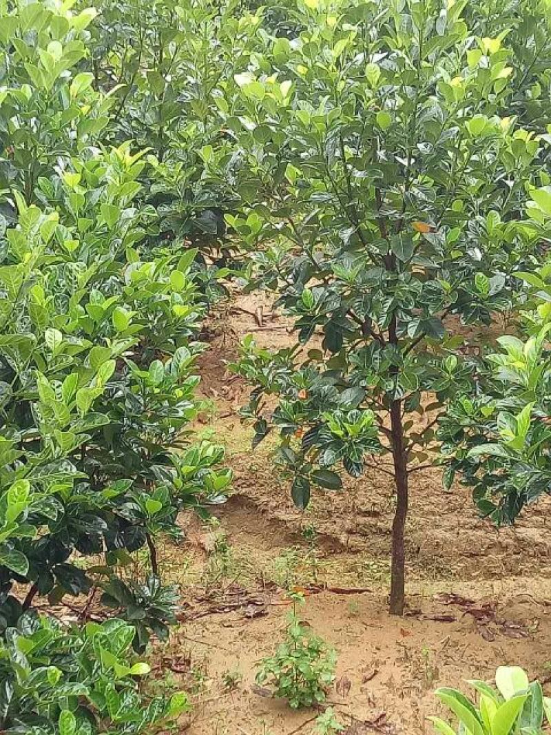 1号菠萝蜜苗稿接树