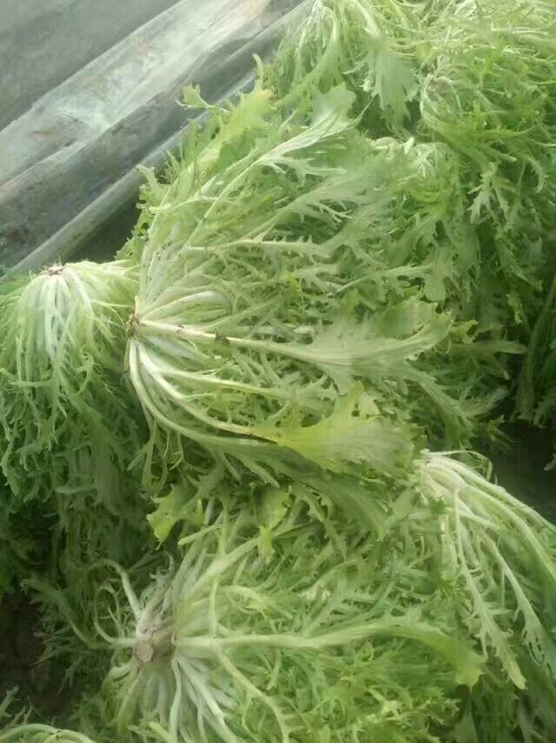 苦菊15~20cm