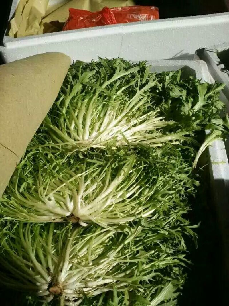 苦菊15~20cm