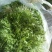 苦菊15~20cm