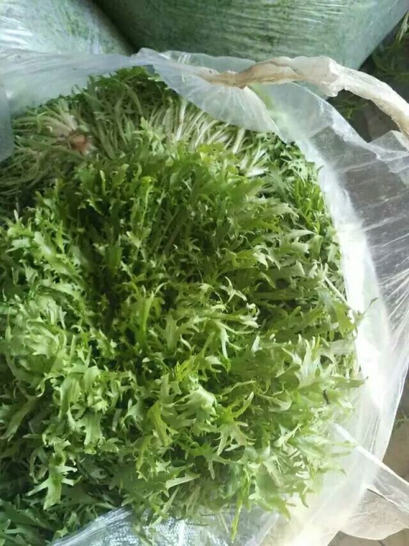 苦菊15~20cm