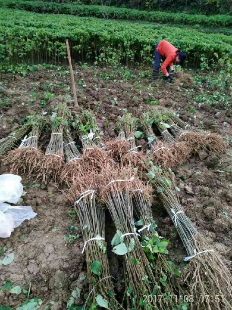 拐枣树苗50~80cm