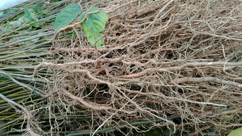 拐枣树苗50~80cm