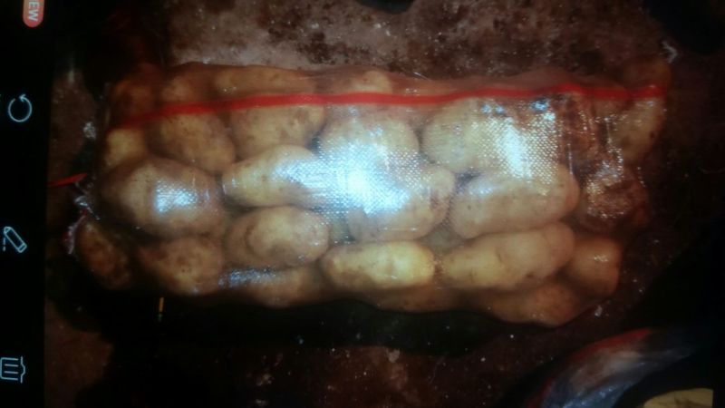 荷兰十五土豆通货3两以上