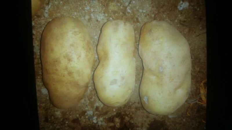 荷兰十五土豆通货3两以上
